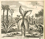 Ficus indica, arbor paradisi.