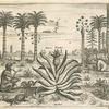 Ananas fructus.