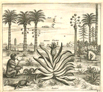 Ananas fructus.