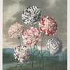 A group of carnations.