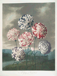 A group of carnations.