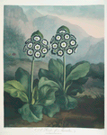 A group of auriculas.