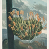 The aloe.