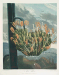 The aloe.