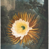The night-blowing cereus.