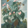 The oblique-leaved begonia.