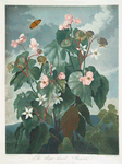The oblique-leaved begonia.