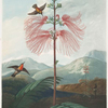 Large flowering sensitive plant.