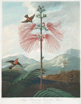 Large flowering sensitive plant.