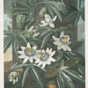 The blue passion flower.