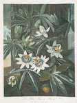 The blue passion flower.