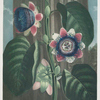 The quadrangular passion-flower.