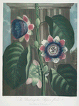 The quadrangular passion-flower.