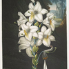 The white lily, with varigated-leaves.