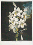 The white lily, with varigated-leaves.