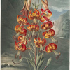 The superb lily.