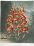 The superb lily.