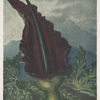 The dragon arum.