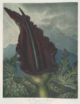 The dragon arum.