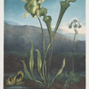 American bog plants. I Fetid pothos. II Pitcher plant. III Venus's fly trap.