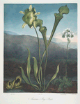 American bog plants. I Fetid pothos. II Pitcher plant. III Venus's fly trap.