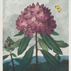 The pontic rhododendron.