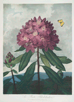 The pontic rhododendron.