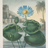 The blue Egyptian water-lily.