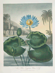 The blue Egyptian water-lily.