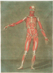 Cette planche représente les muscles & las ligamens
