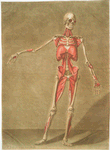 Cette planche représente le dernier ordre de muscles