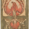 Elle présente le diaphragme avec les muscles de la verge & ceux de l'anus, Pl. 15