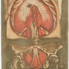Elle présente le diaphragme avec les muscles de la verge & ceux de l'anus