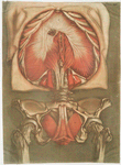 Elle présente le diaphragme avec les muscles de la verge & ceux de l'anus