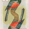 Birds of brilliant plumage.