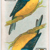 Birds of brilliant plumage.