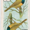 Birds of brilliant plumage.