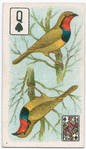 Birds of brilliant plumage.