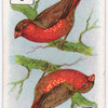 Birds of brilliant plumage.