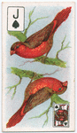 Birds of brilliant plumage.