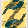 Birds of brilliant plumage.