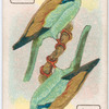 Birds of brilliant plumage.