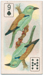 Birds of brilliant plumage.