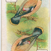 Birds of brilliant plumage.