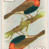Birds of brilliant plumage.
