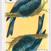 Birds of brilliant plumage.