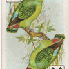 Birds of brilliant plumage.