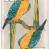 Birds of brilliant plumage.