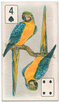 Birds of brilliant plumage.