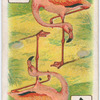 Birds of brilliant plumage.